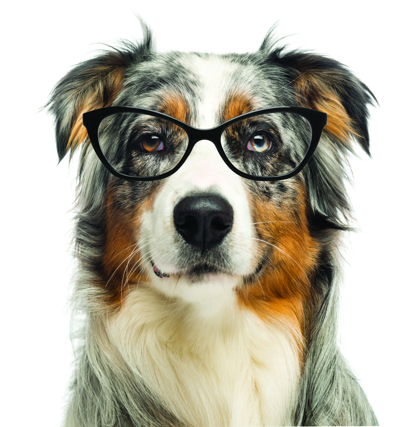 Border collie with reading glasses