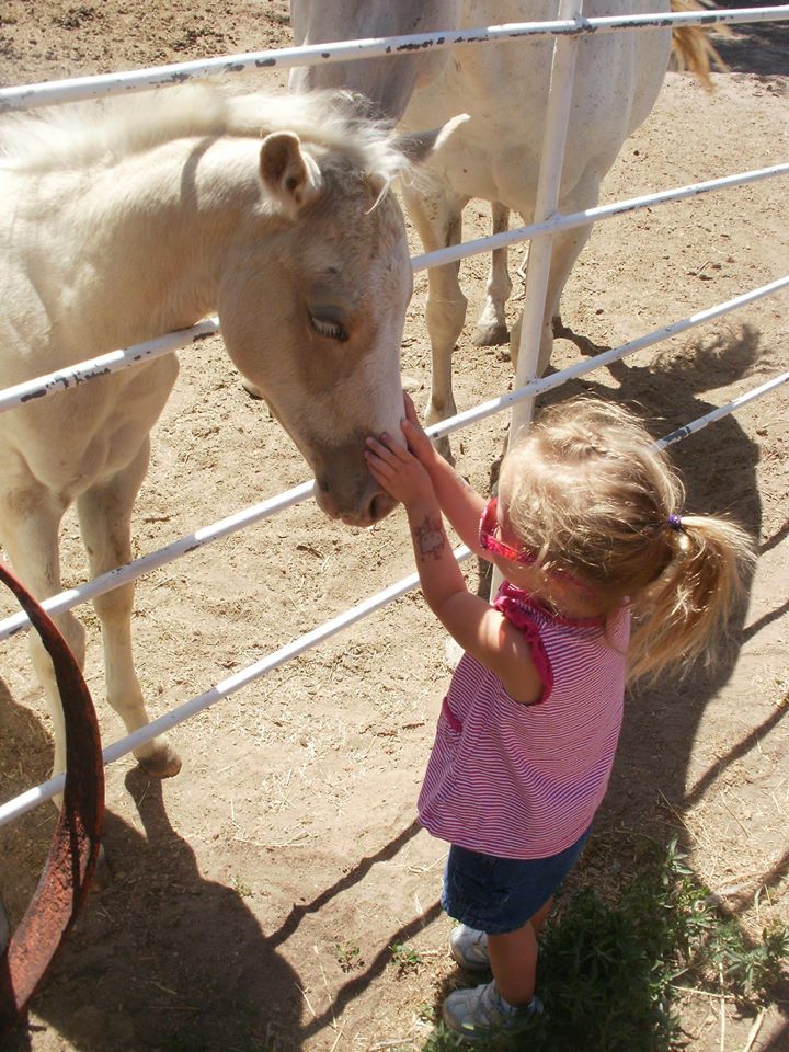 A toddler pets a white miniature horse through a fence.