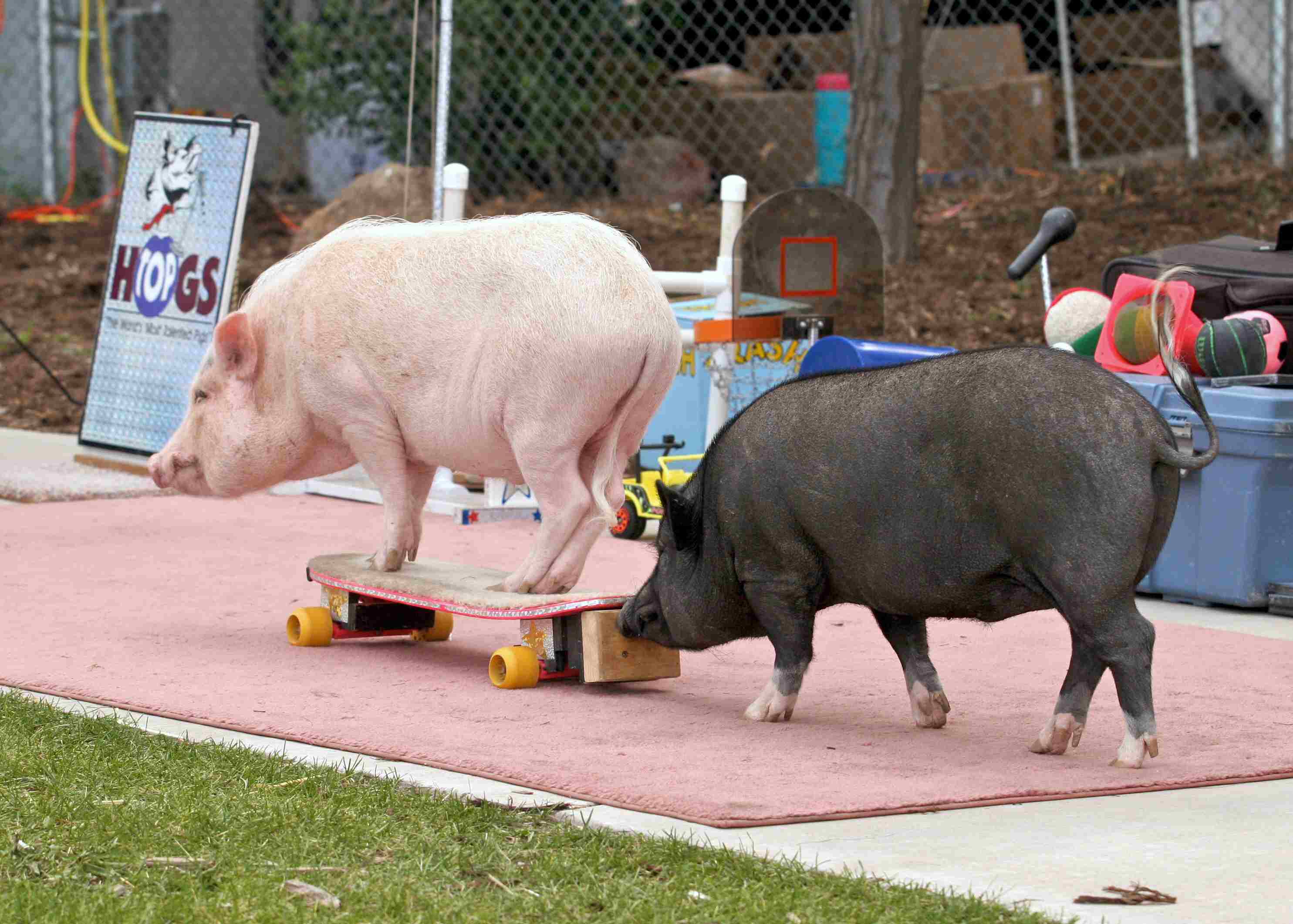 Hog on a skateboard being pushed by another hog