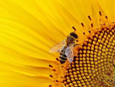 Bee sitting on yellow flower