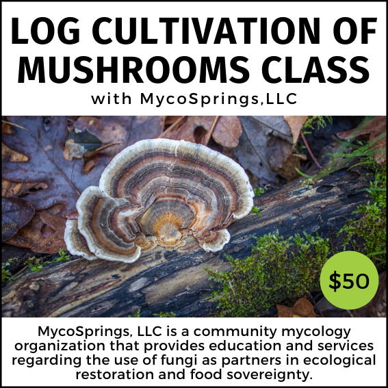 fungi on a log
