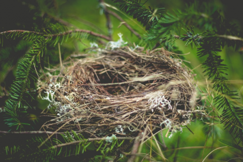 empty bird's next in tree