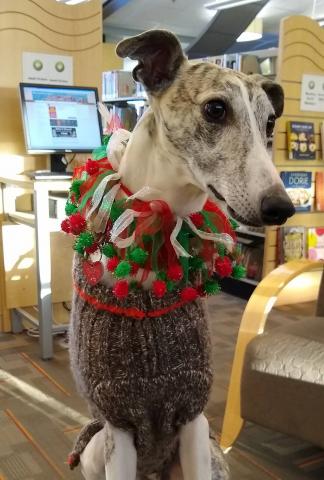 Photo of Davy, a therapy dog