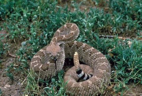 Super Snakes visit for Spring Break