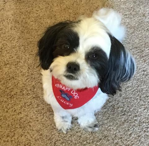 Lacey, one of Rockrimmon Library's Paws to Read Dogs