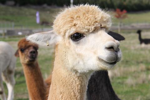 Alpaca