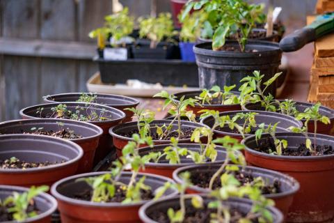 Photo of Seed Starter Pots