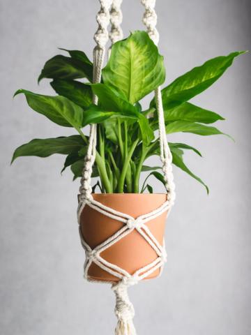 Macramé plant holders 