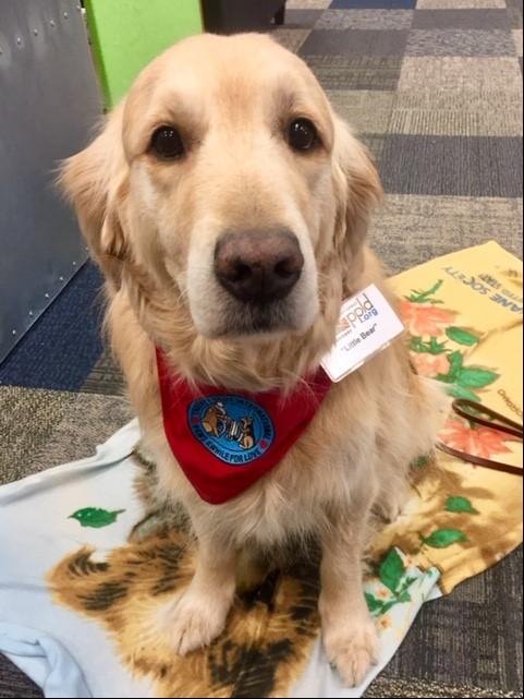 Little Bear, one of our Paws to Read dogs