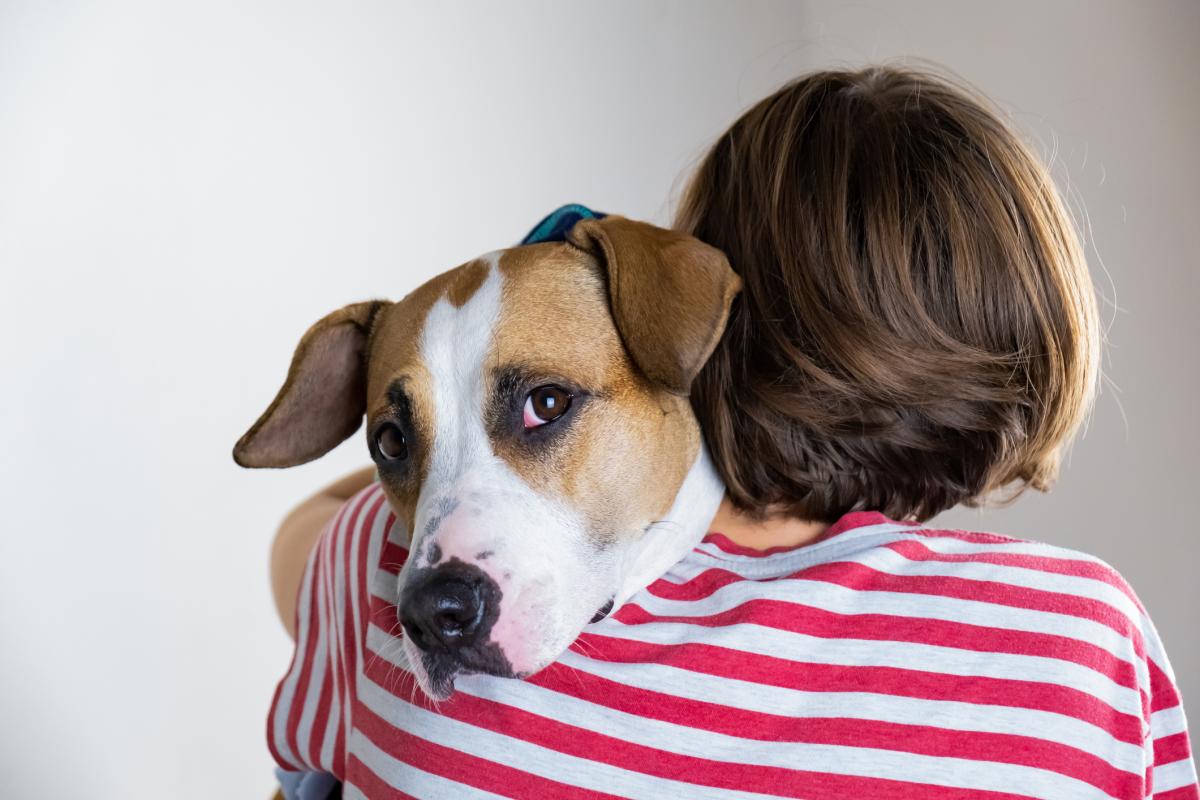 Person hugging brown and white dog