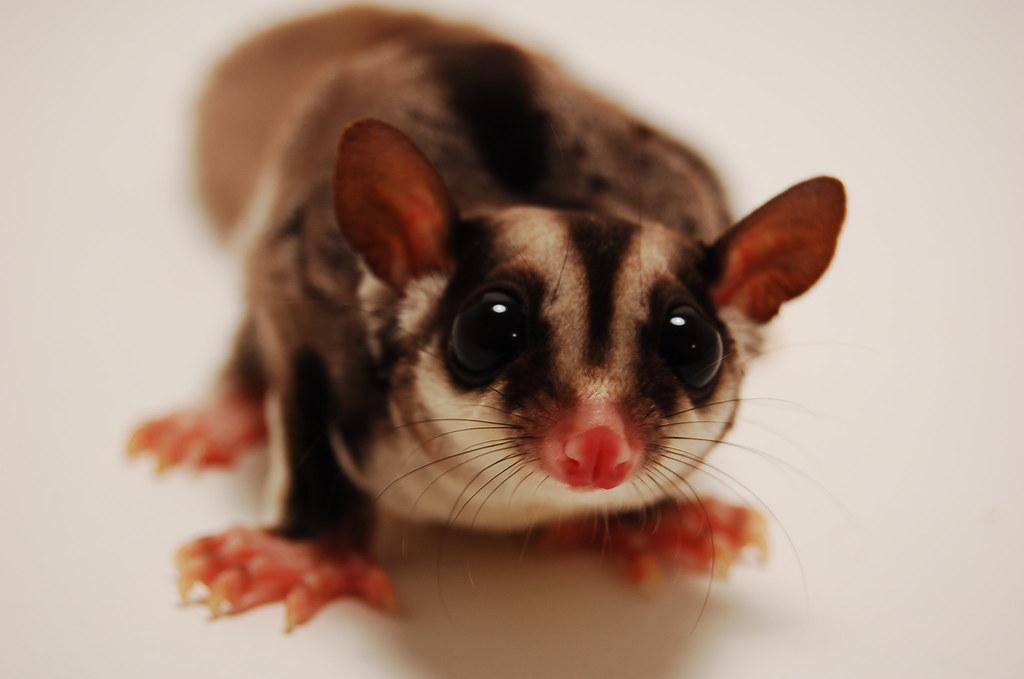 Sugar Glider