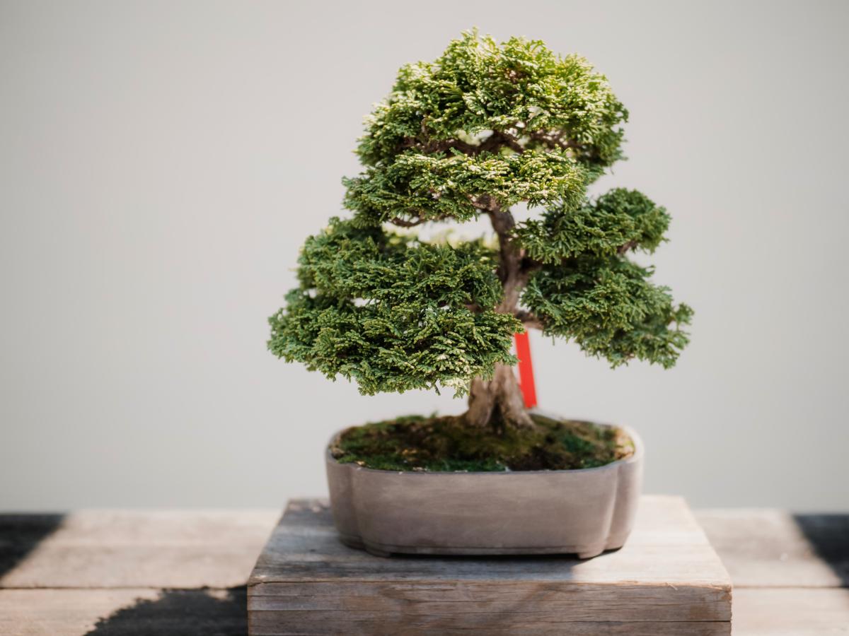 Bonsai tree