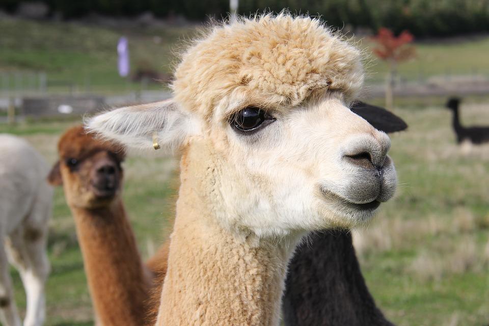 Close-up of alpaca