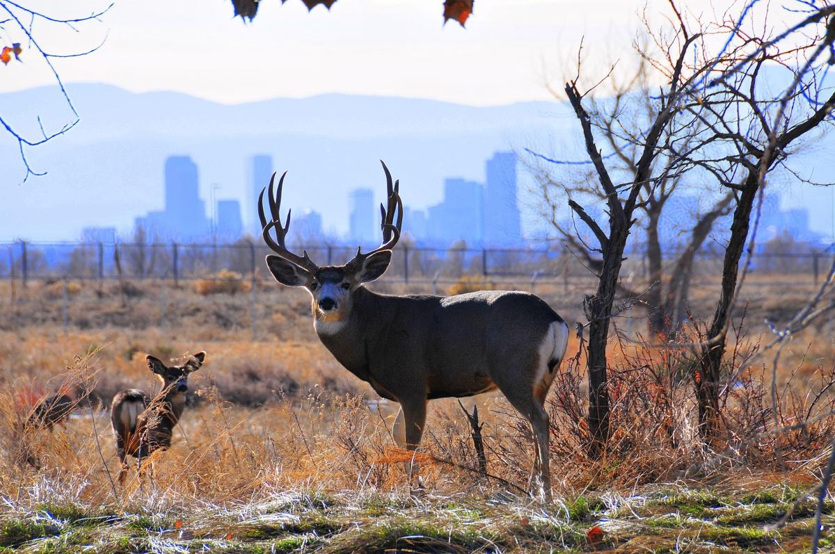 Adult deer and fawn against an urban backdrop