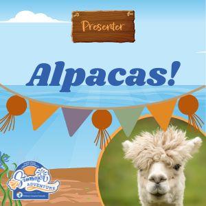 Alpacas!